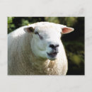 Buscar ramas postales Animal