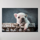 Buscar animal joven posters Cachorro