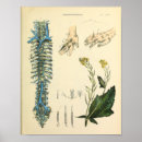 Buscar plantas medicinales posters Vintage