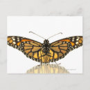 Buscar mariposa monarca postales Fotografía de naturaleza