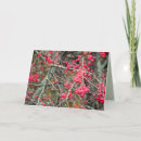 Buscar crabapples Para todos