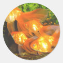 Buscar goldfish pegatinas Agua