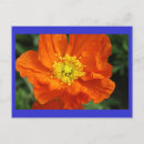 Buscar amapolas postales Para ella