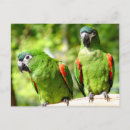 Buscar loros fotografía Verde