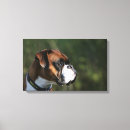 Buscar boxer lienzos Fotógrafo canino