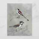 Buscar animales domésticos postales Pájaros