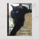 Buscar merlin postales Gatos