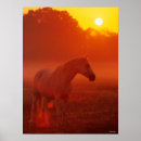 Buscar caballo árabe posters Puesta de sol