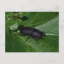 Buscar coleóptero postales Insectos