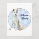 Buscar huskie postales Perro