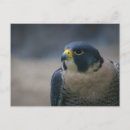 Buscar avaricia postales Pájaro