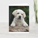 Buscar el labrador feliz Cachorro