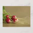 Buscar rábano postales Jardinería