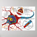 Buscar neurona posters Sistema