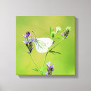 Buscar mariposa verde lienzos Naturaleza