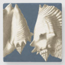 Buscar seashells posavasos Cáscara