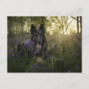 Buscar perro pastor alemán postales Flores