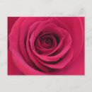 Buscar rosa roja postales Para todos