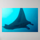 Buscar rayos de manta posters Mar