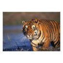 Buscar carnívoros posters Gran gato