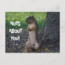 Buscar amor loco postales Ardilla