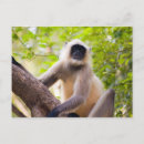 Buscar selva postales Parque nacional