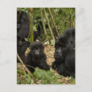 Buscar críticamente África