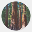 Buscar tronco de árbol pegatinas Bosque