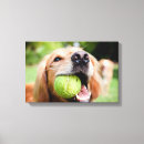 Buscar pelota de tenis lienzos Cachorro