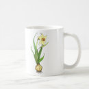 Buscar bulbos tazas Narciso