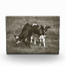 Buscar vacas lindas fotografía Granjas