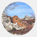 Buscar liebres pegatinas General y unisex