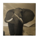 Buscar especie azulejos Vida silvestre