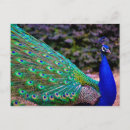 Buscar peafowl Pavos reales