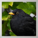 Buscar pajarito posters Negro