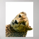 Buscar leopardo posters Cualquier niño