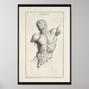 Buscar músculo arte Anatomía