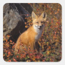 Buscar vulpes pegatinas Anwr