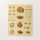 Buscar molusco puzzles Océano