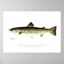 Buscar enrejado posters Pesca