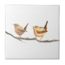 Buscar birds azulejos Animales
