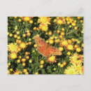 Buscar butterfly postales Naturaleza