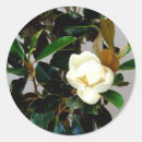 Buscar magnolia pegatinas Sur
