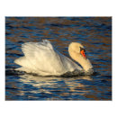 Buscar fauna fotografía Lago