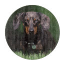 Buscar perro salchicha tablas cortar Animal