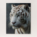 Buscar tigre blanco puzzles Felino