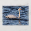 Buscar cisne azul postales Lago