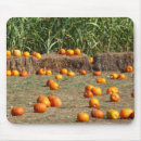 Buscar heno electronica Calabaza