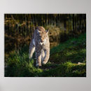 Buscar lynx arte Lindo