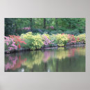 Buscar azalea posters Flor